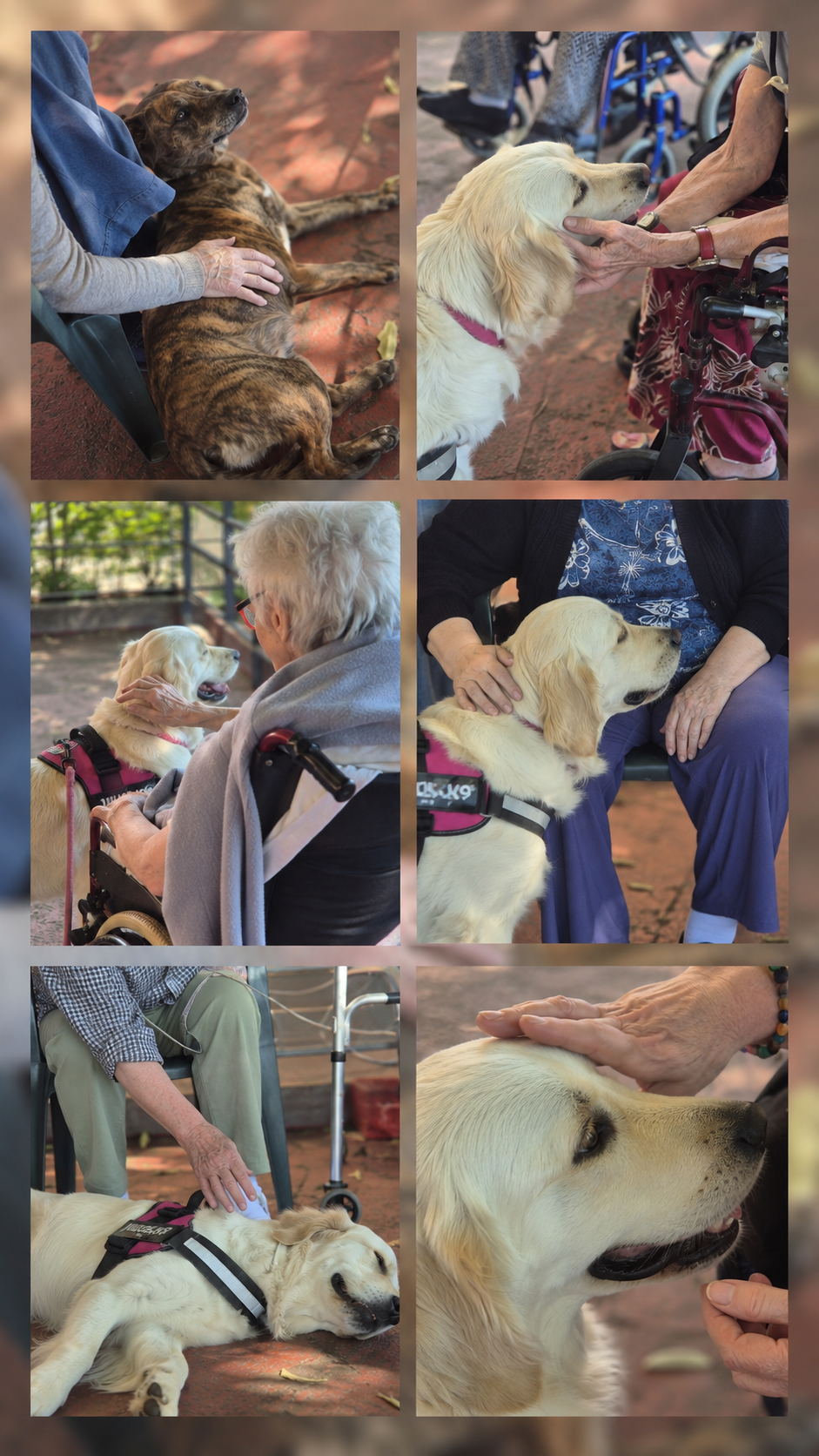 Incontro in terrazza con i cani durante un’attività relazionale con gli ospiti